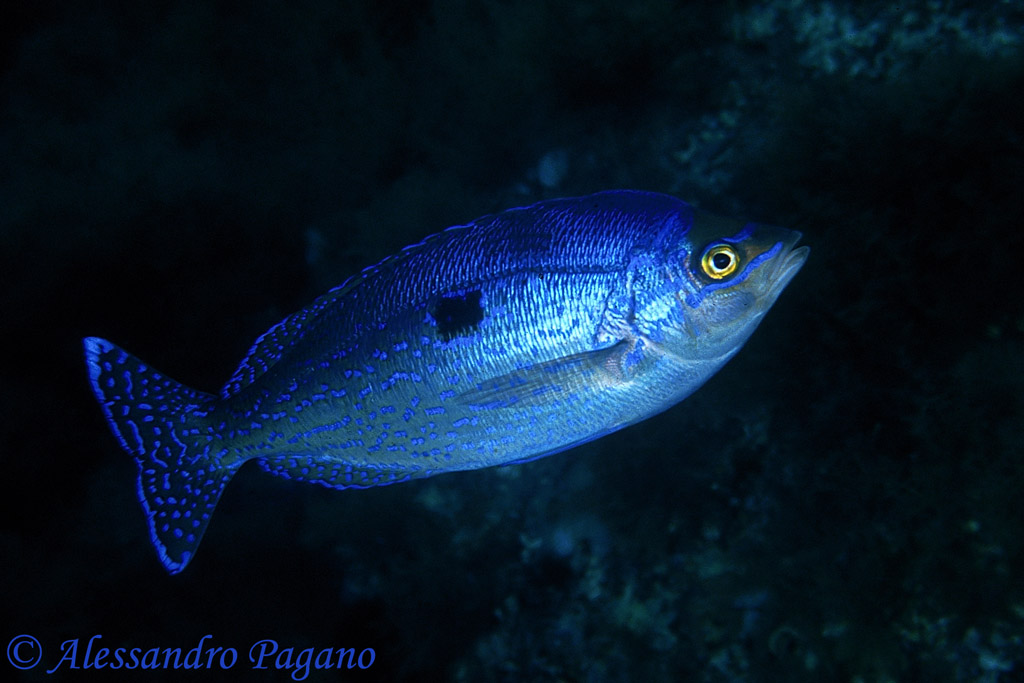 Famiglia Centracanthidae (Schede Identificative)